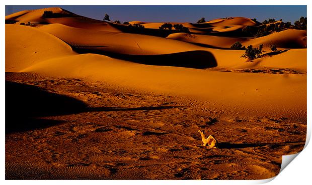 Sahara Sunrise Print by Tony Polain