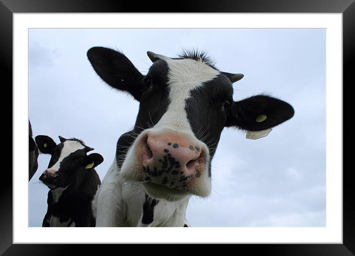 Nosey Cow! Framed Mounted Print by Adrian Wilkins