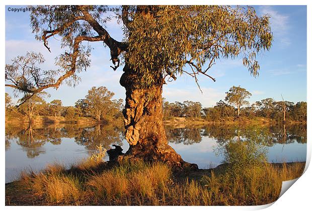 River Murray reflections Print by Carole-Anne Fooks