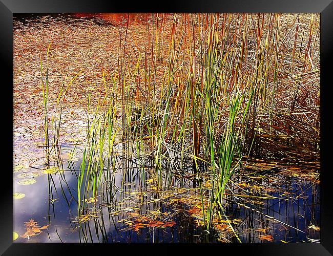 Pond and Rushes Framed Print by Mary Lane