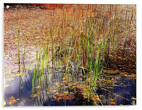 Pond and Rushes Acrylic by Mary Lane