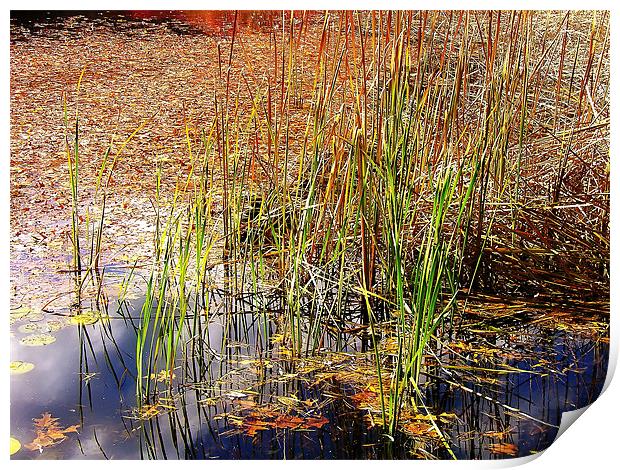 Pond and Rushes Print by Mary Lane