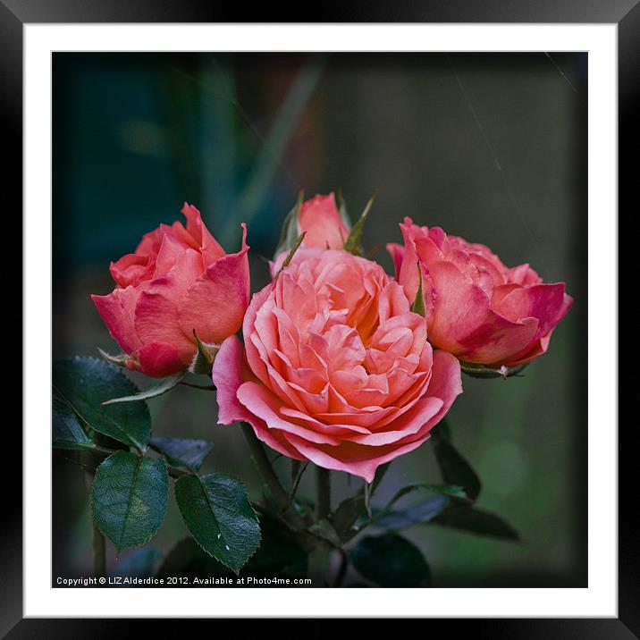 Rose Garden Framed Mounted Print by LIZ Alderdice