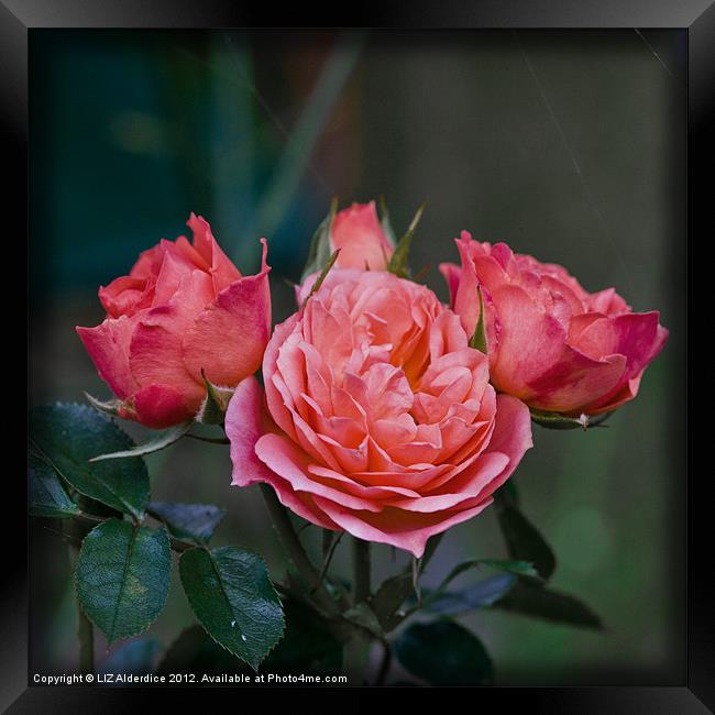 Rose Garden Framed Print by LIZ Alderdice