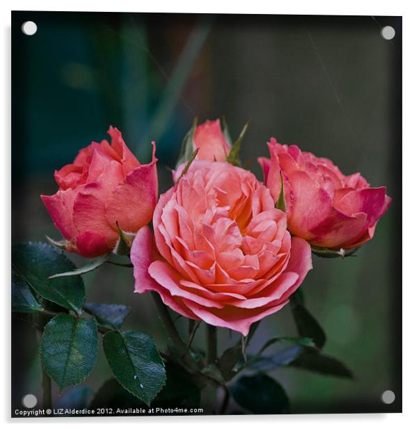 Rose Garden Acrylic by LIZ Alderdice