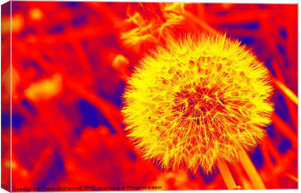 Abstract Dandelion Seed Canvas Print by Tracy McDermott