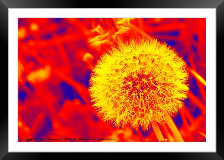 Abstract Dandelion Seed Framed Mounted Print by Tracy McDermott