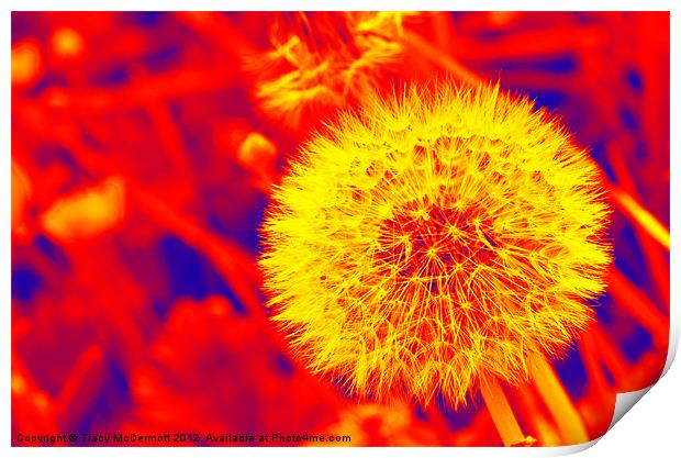 Abstract Dandelion Seed Print by Tracy McDermott