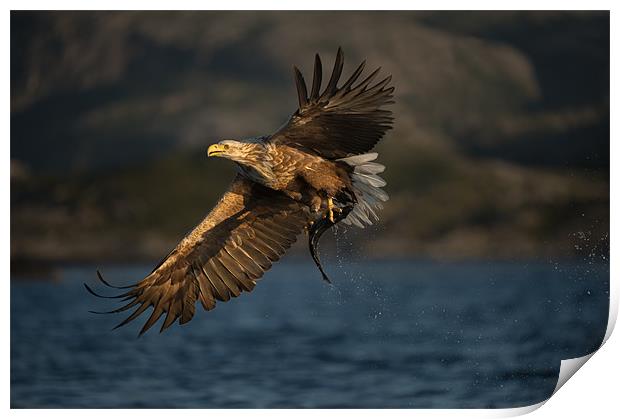 White-tailed Eagle in flight Print by Natures' Canvas: Wall Art  & Prints by Andy Astbury