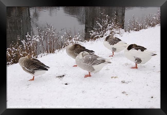 Glasgow Green Ducks Framed Print by Iain McGillivray