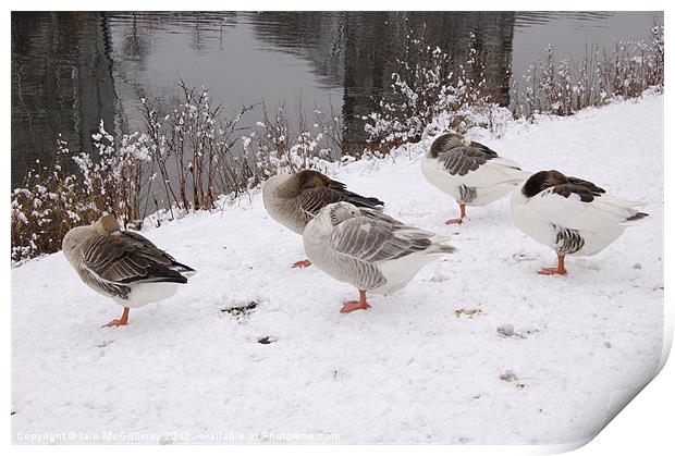 Glasgow Green Ducks Print by Iain McGillivray