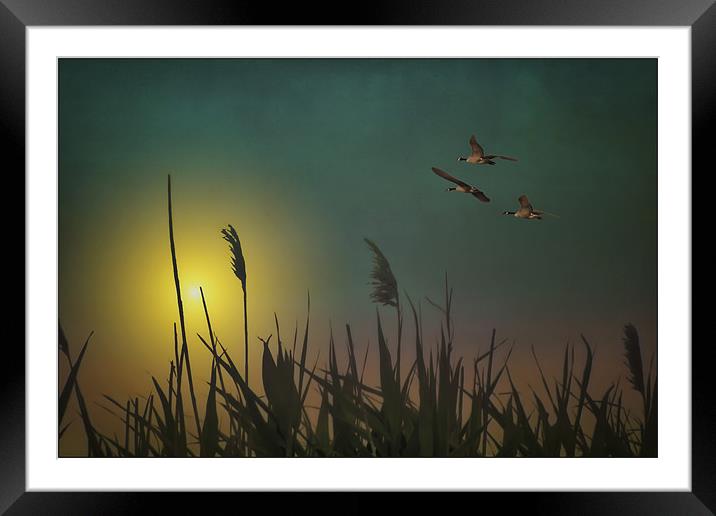 CHASING THE SUN Framed Mounted Print by Tom York