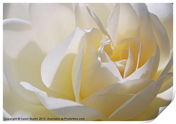 White Rose Print by Karen Martin