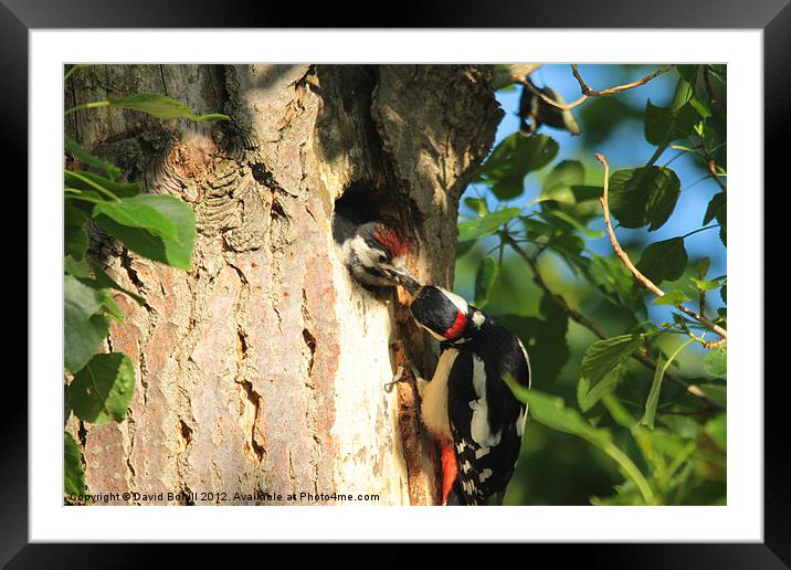 Woodpecker feeding Young Framed Mounted Print by David Borrill