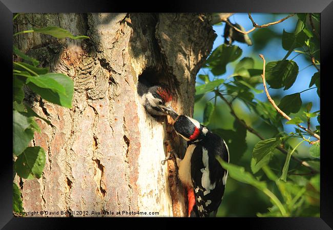 Woodpecker feeding Young Framed Print by David Borrill