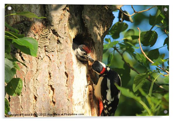 Woodpecker feeding Young Acrylic by David Borrill