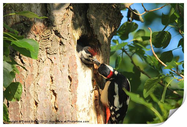 Woodpecker feeding Young Print by David Borrill