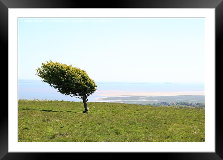 Lonely and Windswept Framed Mounted Print by Dan Thorogood