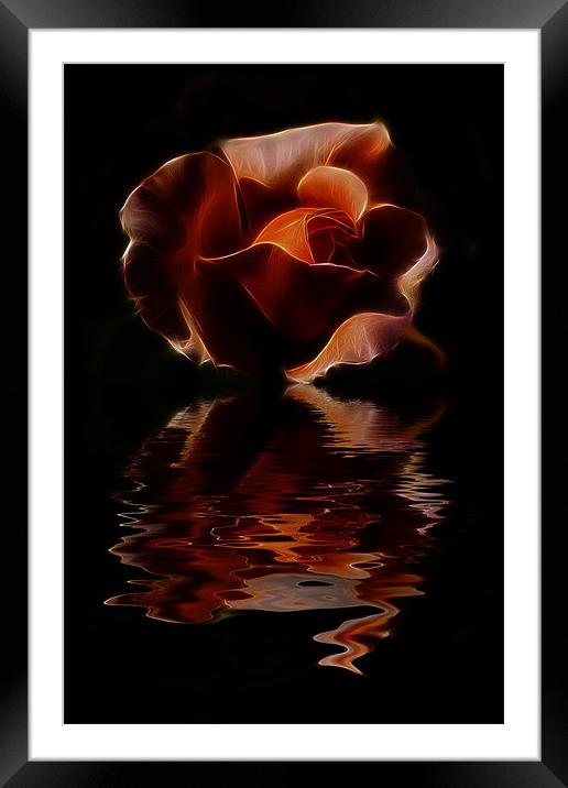 Reflected Rose Framed Mounted Print by Dean Messenger