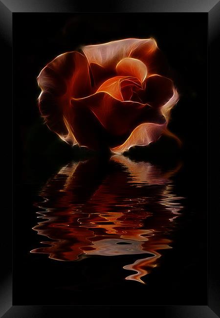 Reflected Rose Framed Print by Dean Messenger