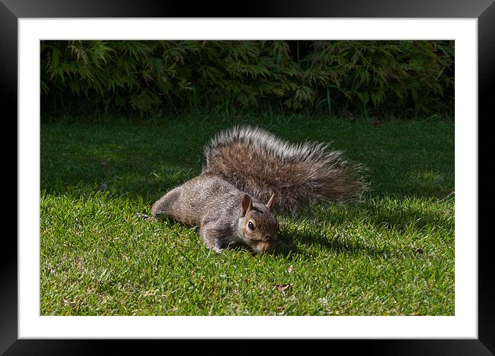 Stealthy Squirrel Framed Mounted Print by Julie Hoddinott