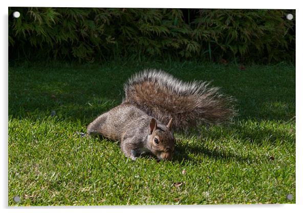 Stealthy Squirrel Acrylic by Julie Hoddinott