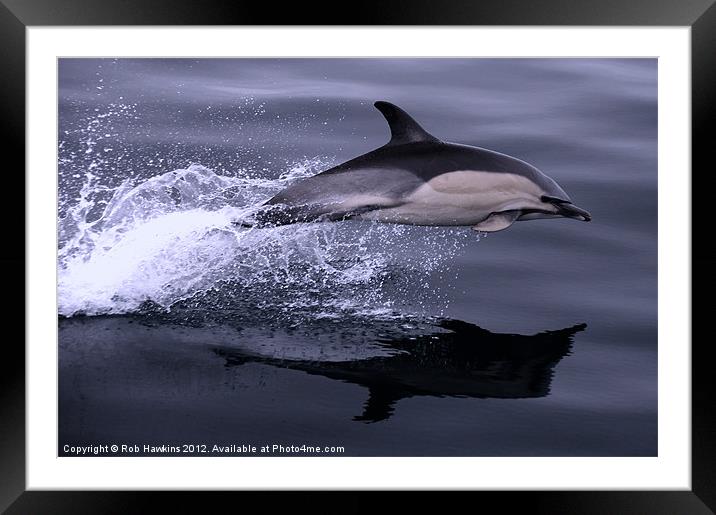 Flying Porpoise Framed Mounted Print by Rob Hawkins