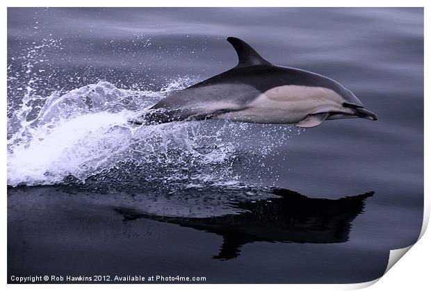 Flying Porpoise Print by Rob Hawkins