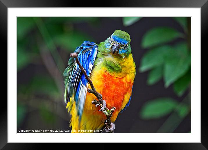 Pygmy Parrot Framed Mounted Print by Elaine Whitby
