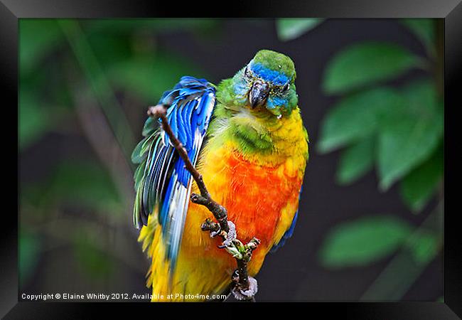 Pygmy Parrot Framed Print by Elaine Whitby