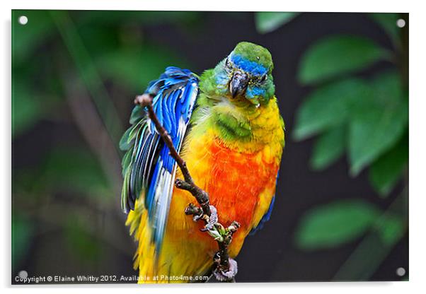 Pygmy Parrot Acrylic by Elaine Whitby