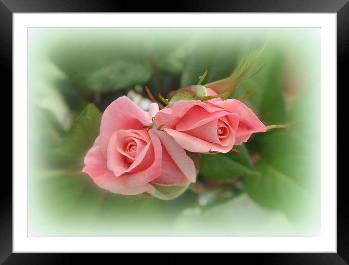 The beautiful rose Framed Mounted Print by sue davies