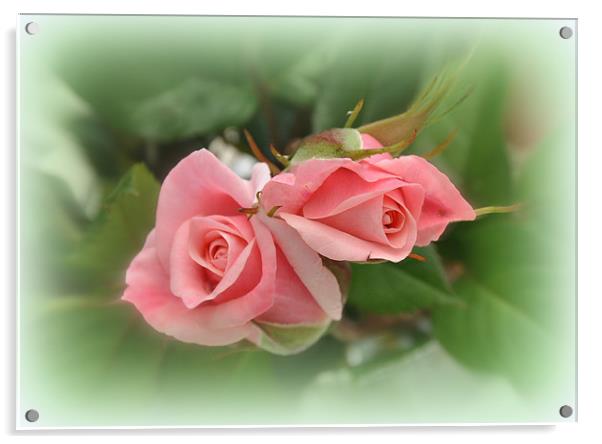 The beautiful rose Acrylic by sue davies
