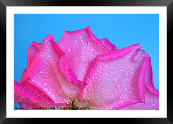 Dew drops on pink rose Framed Mounted Print by Tracy McDermott