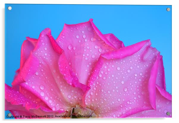 Dew drops on pink rose Acrylic by Tracy McDermott