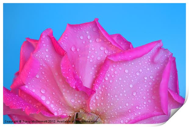 Dew drops on pink rose Print by Tracy McDermott