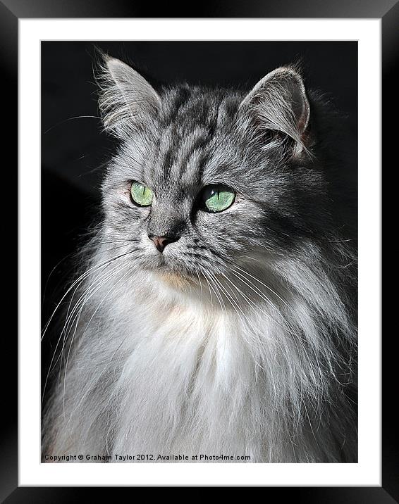 Displeased Feline Gaze Framed Mounted Print by Graham Taylor
