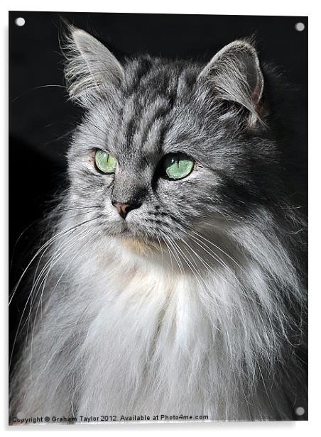 Displeased Feline Gaze Acrylic by Graham Taylor