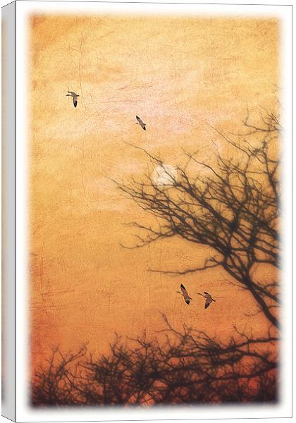 AMBER SKY Canvas Print by Tom York