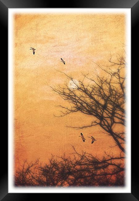 AMBER SKY Framed Print by Tom York