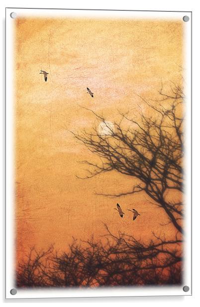 AMBER SKY Acrylic by Tom York