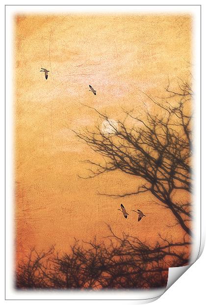 AMBER SKY Print by Tom York