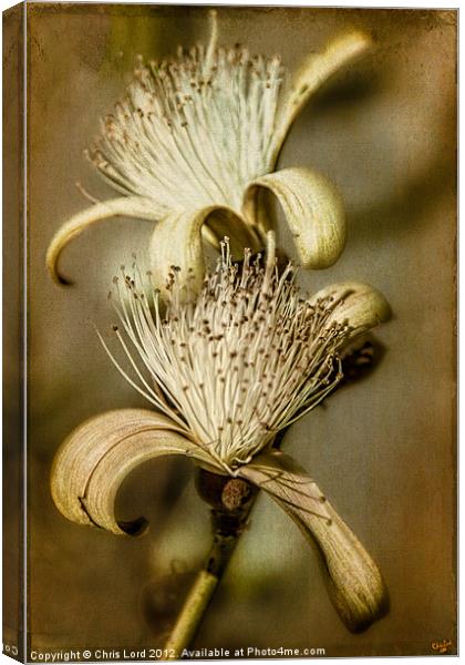The Botany Specimen Canvas Print by Chris Lord