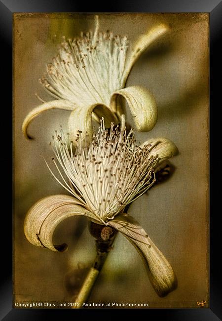 The Botany Specimen Framed Print by Chris Lord