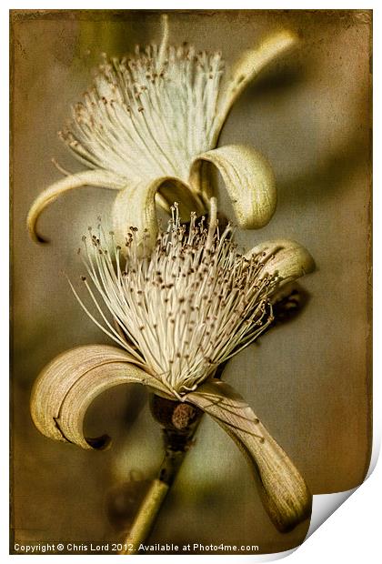 The Botany Specimen Print by Chris Lord