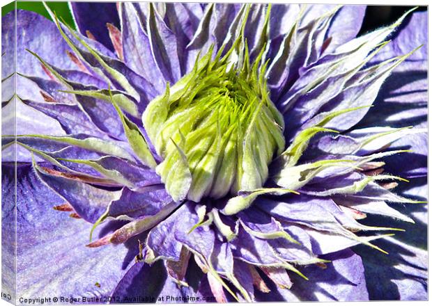 Clematis - Multi Blue Canvas Print by Roger Butler