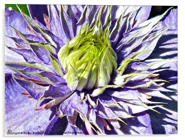 Clematis - Multi Blue Acrylic by Roger Butler