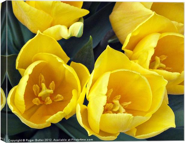 Yellow Tulips - Top View Canvas Print by Roger Butler
