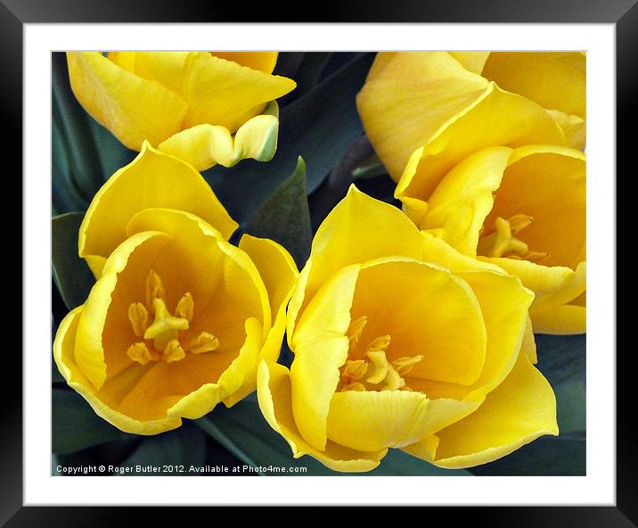 Yellow Tulips - Top View Framed Mounted Print by Roger Butler