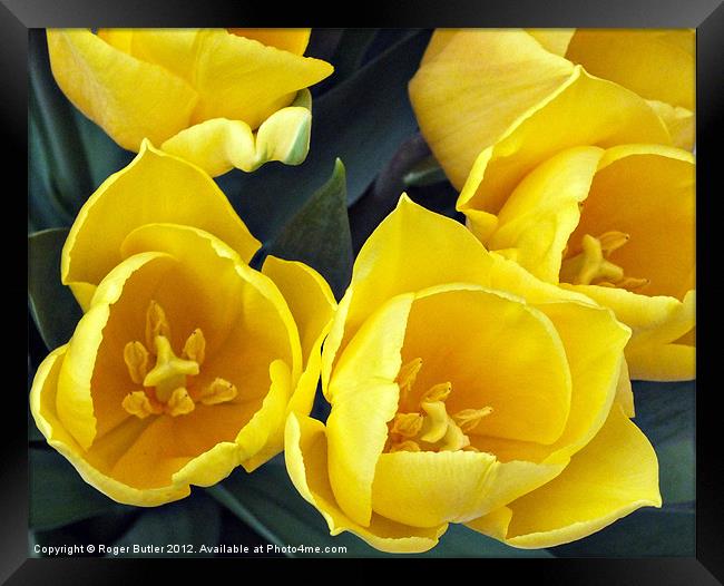 Yellow Tulips - Top View Framed Print by Roger Butler